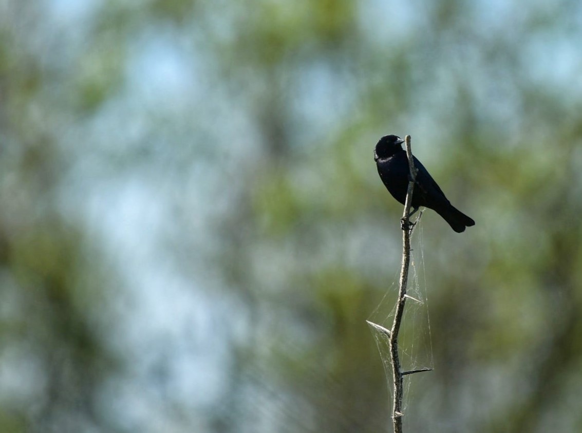 Shiny Cowbird - ML609945430