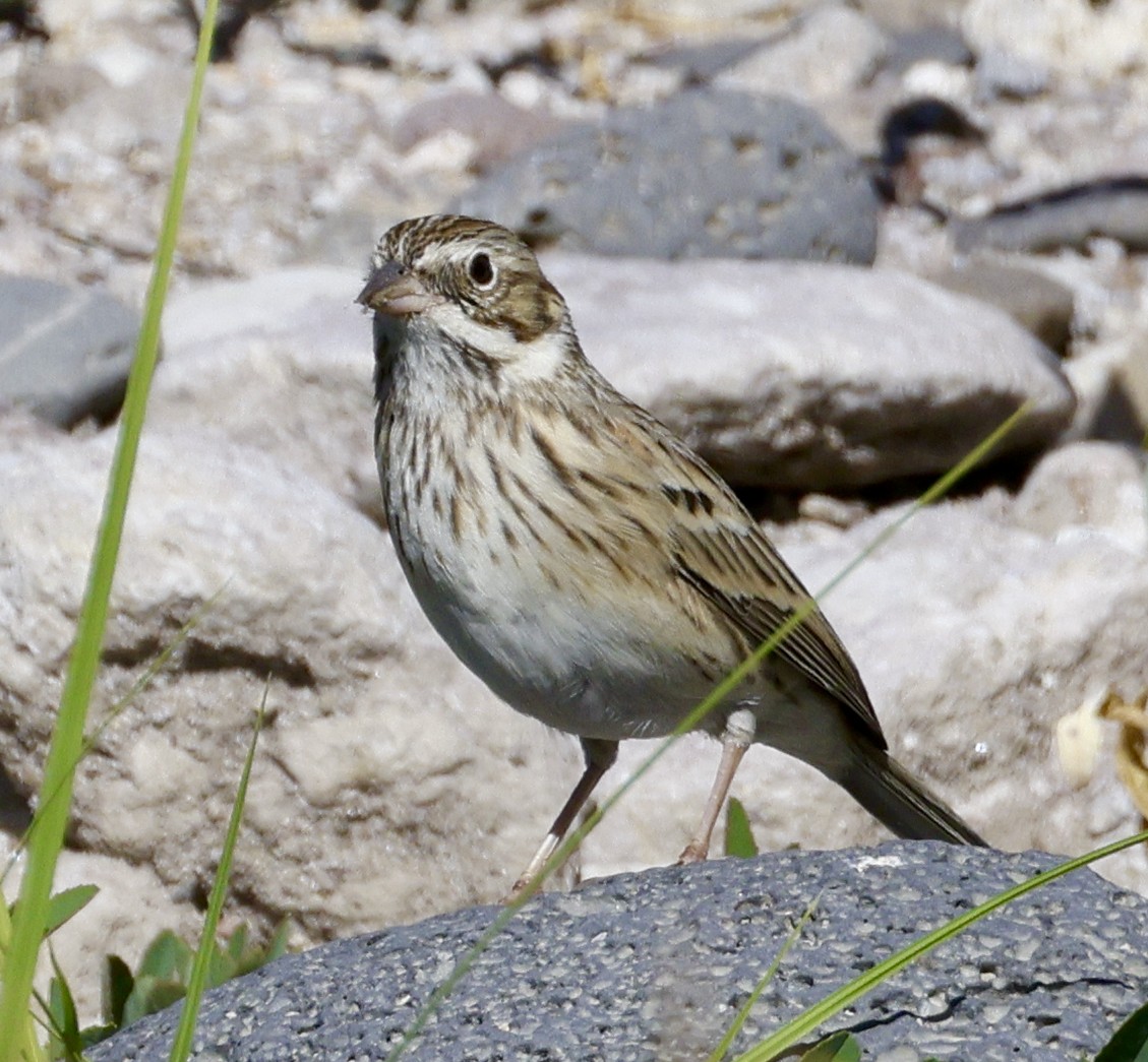 Vesper Sparrow - ML609945464