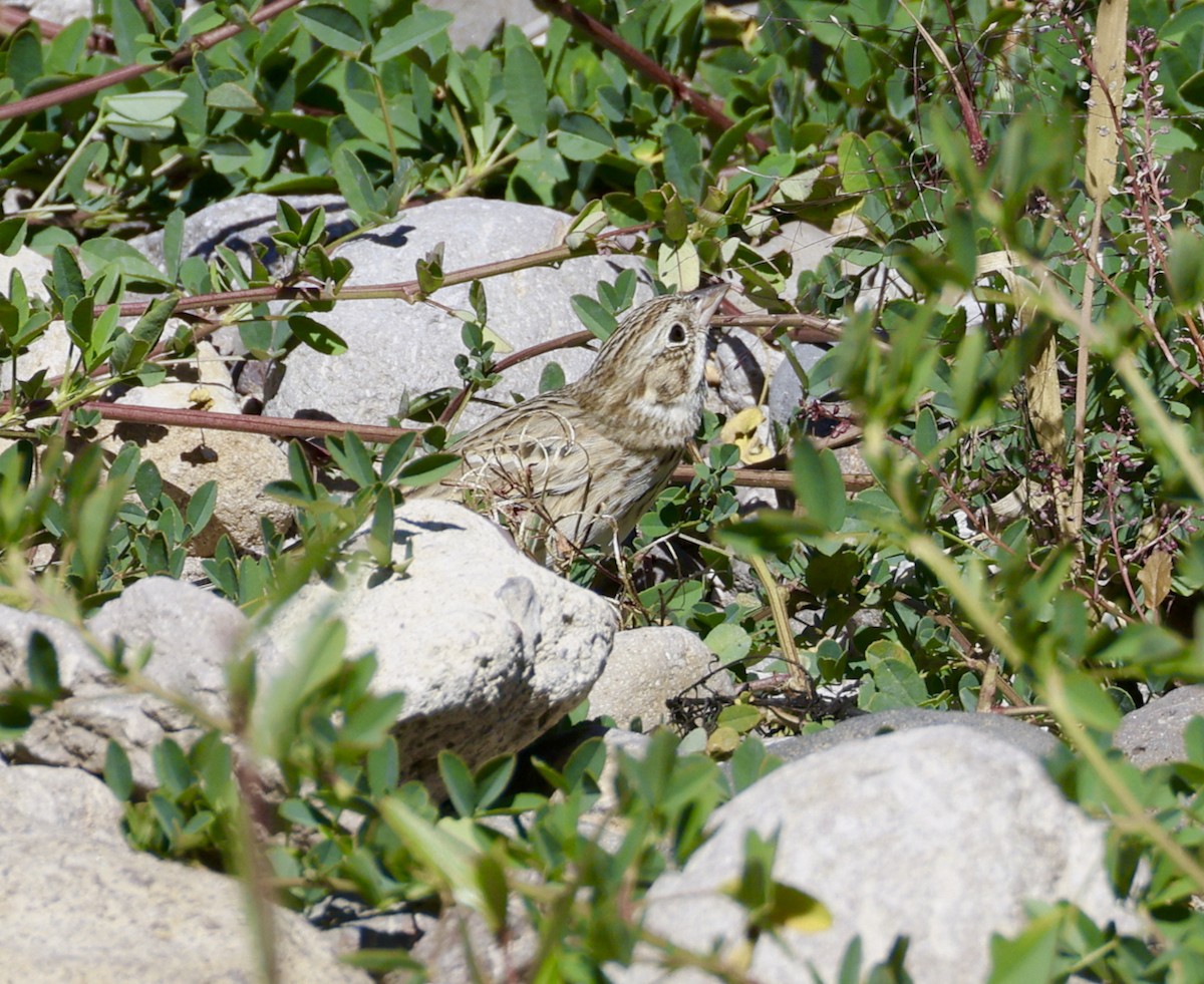 Vesper Sparrow - ML609945466