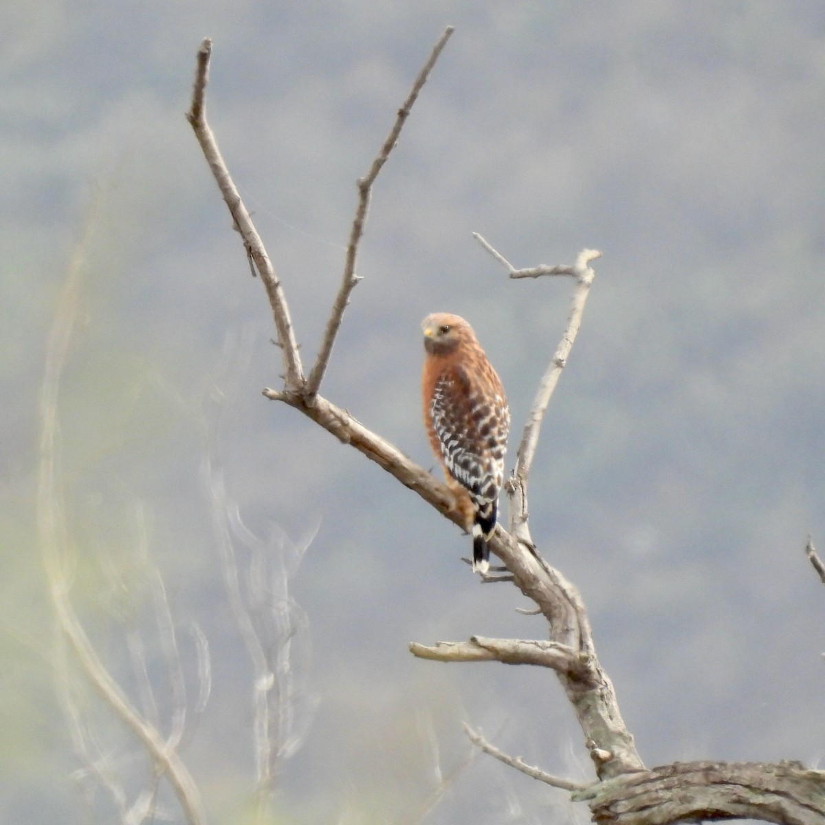 Red-shouldered Hawk - ML609945476