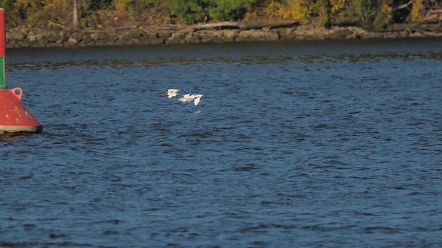 Western Cattle-Egret - ML609945491