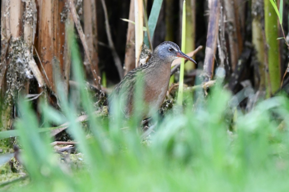 Virginia Rail (Virginia) - ML609945512