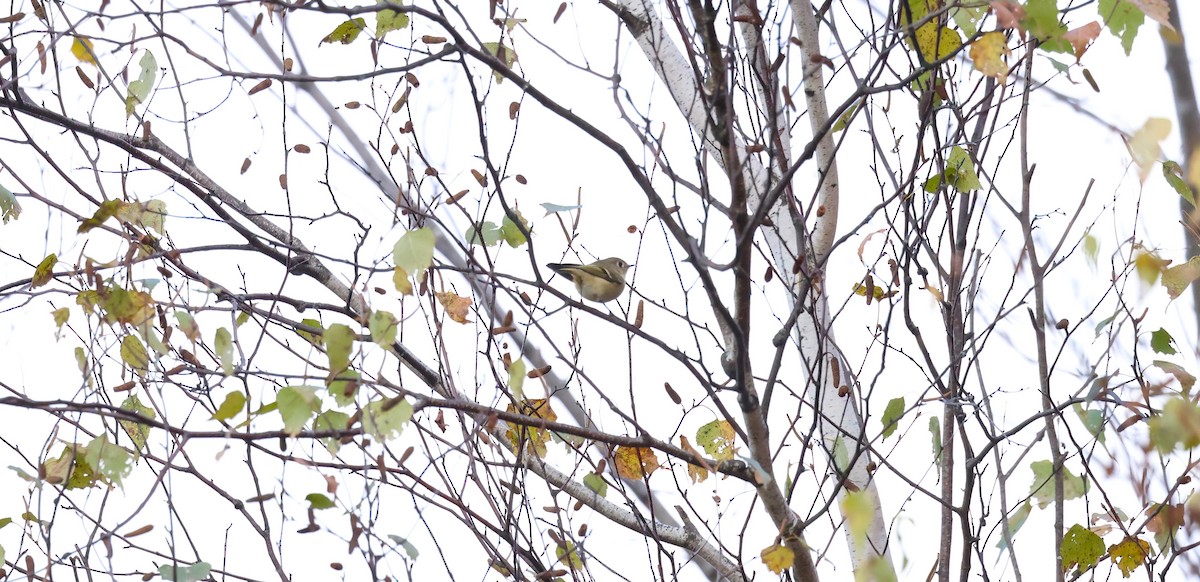 Ruby-crowned Kinglet - ML609945518