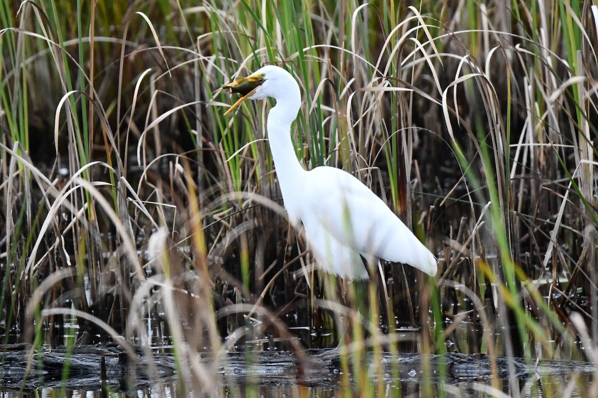 Great Egret - ML609945533