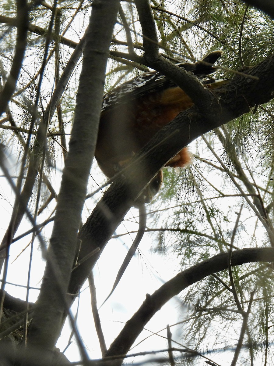 Red-shouldered Hawk - ML609945578