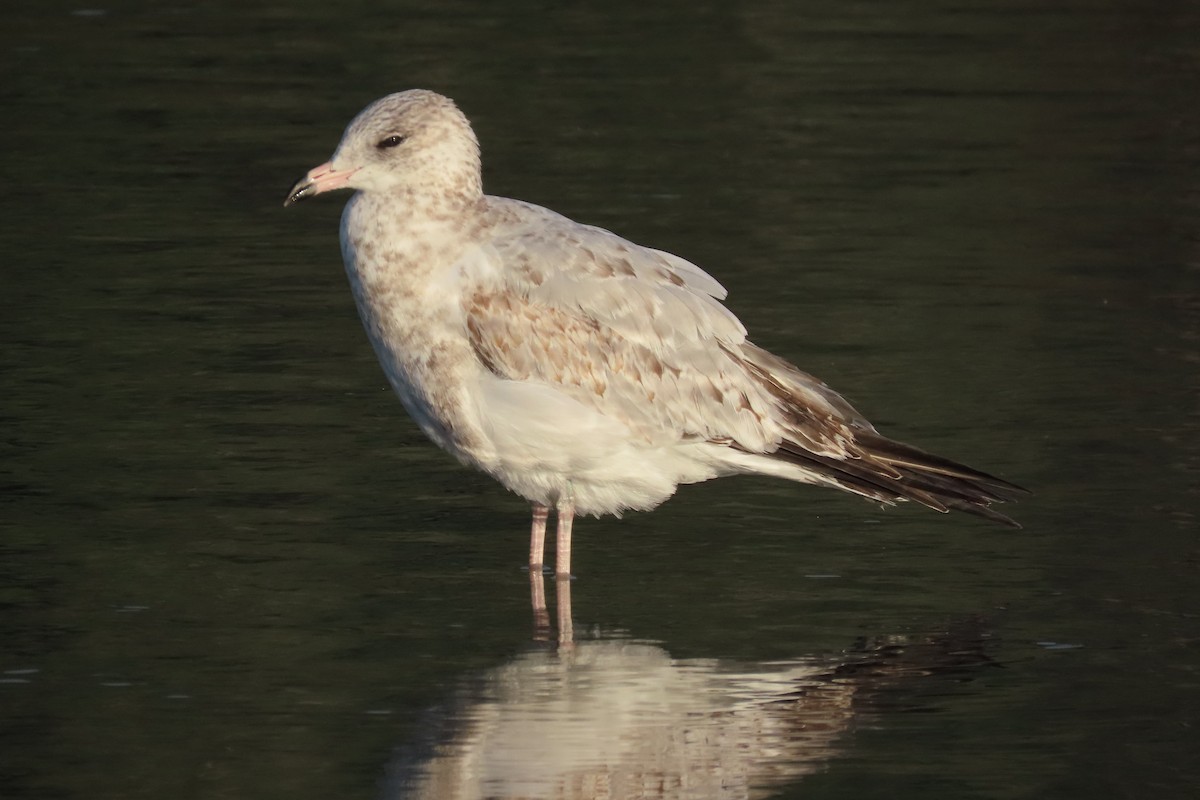 Ring-billed Gull - ML609945581