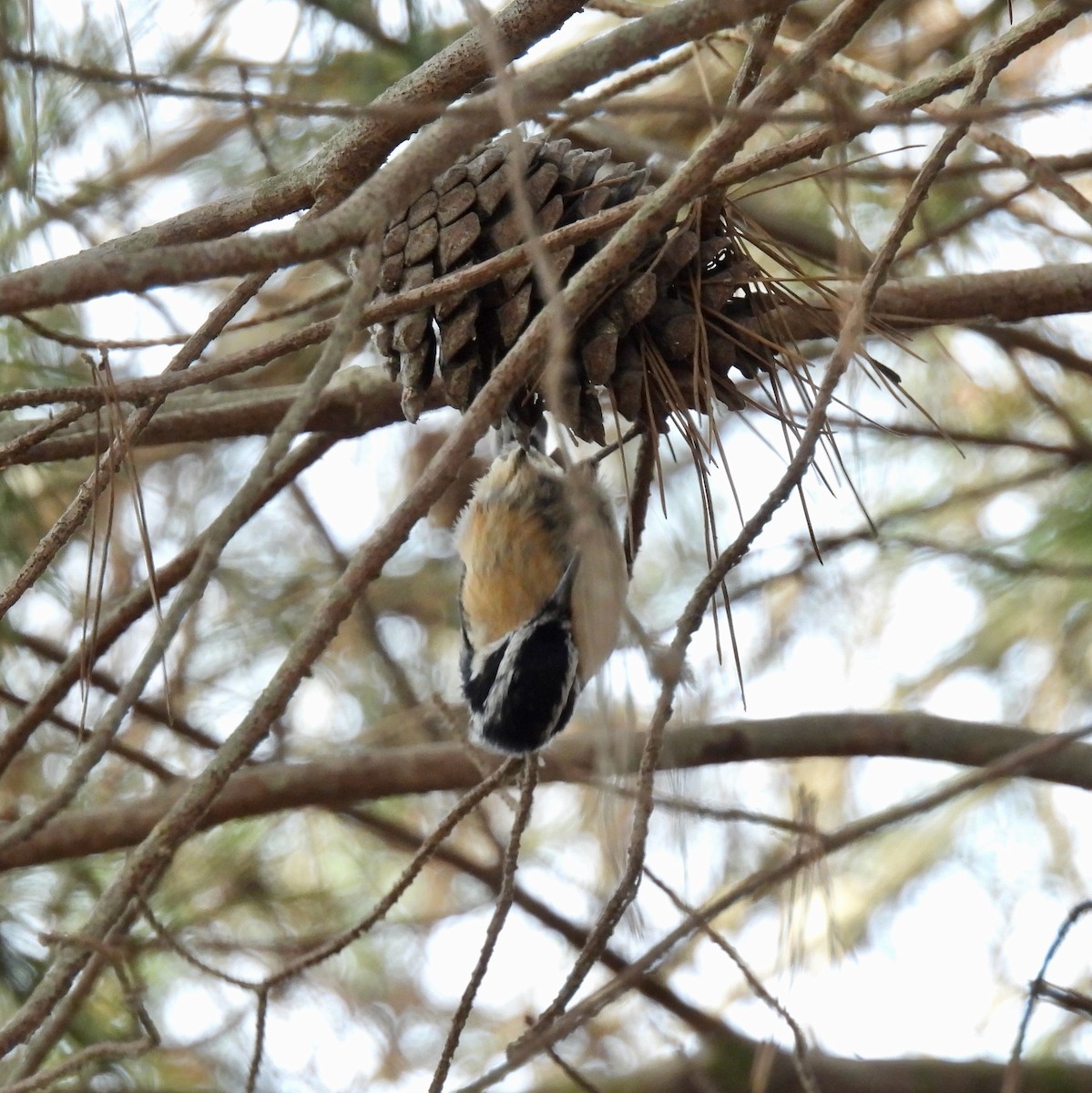 Red-breasted Nuthatch - Martha Wild