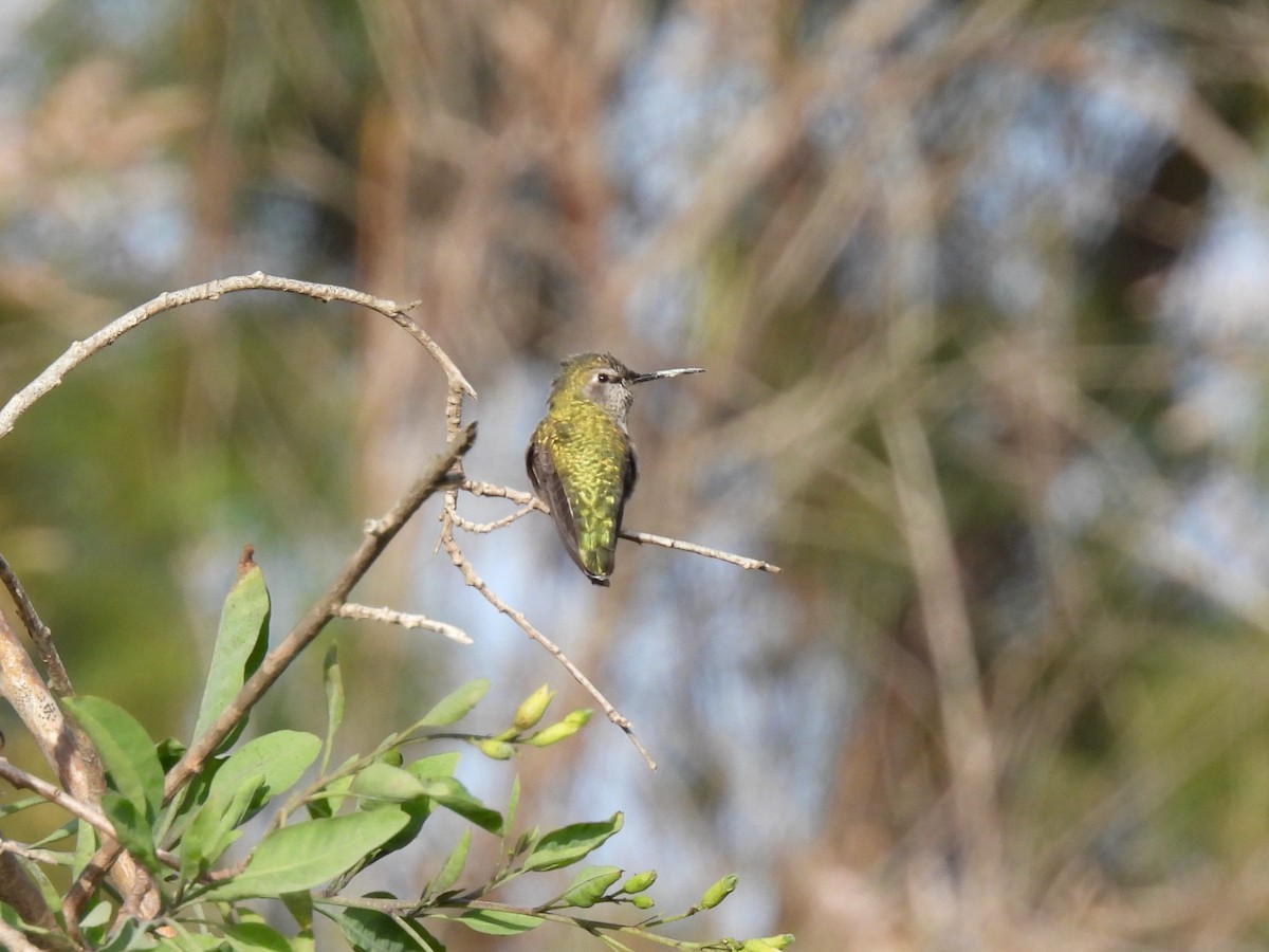 Costa's Hummingbird - ML609945603