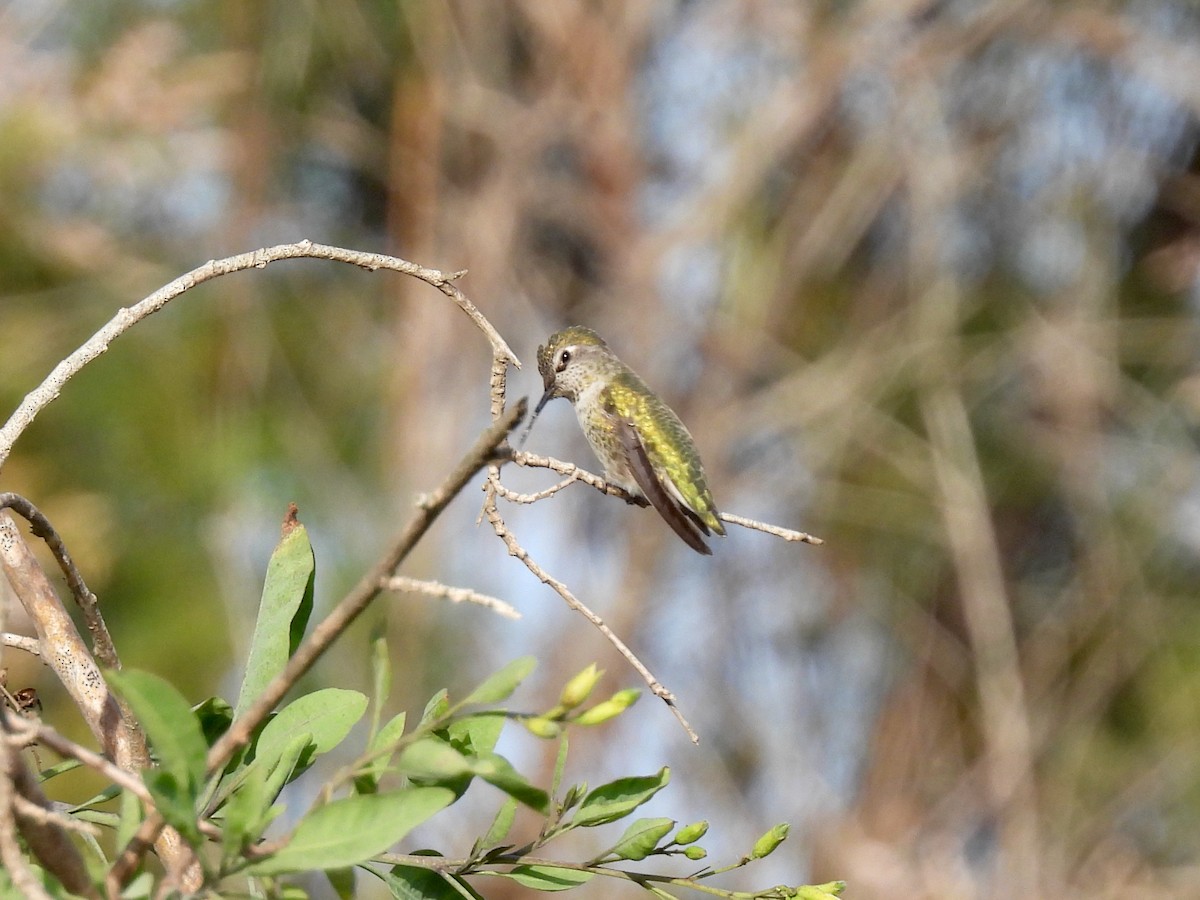Costa's Hummingbird - ML609945606