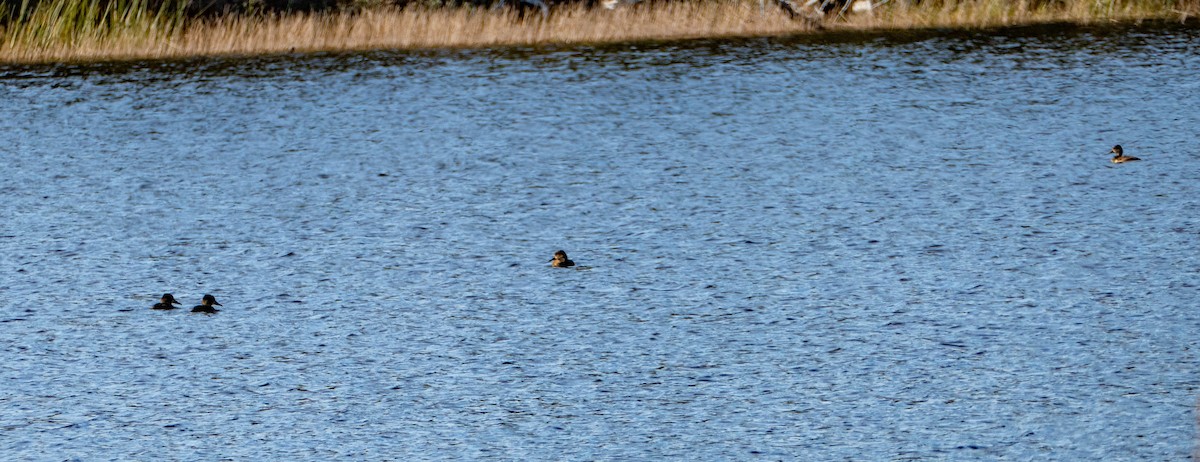 Greater Scaup - ML609945649