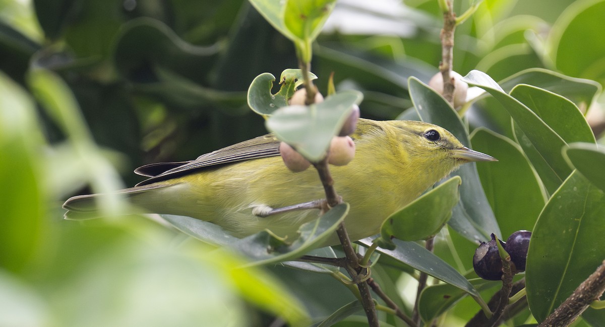 Tennessee Warbler - ML609945651