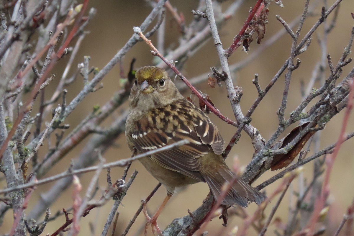 Golden-crowned Sparrow - ML609945752