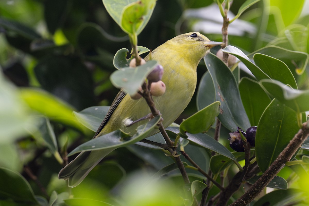 Tennessee Warbler - ML609945755