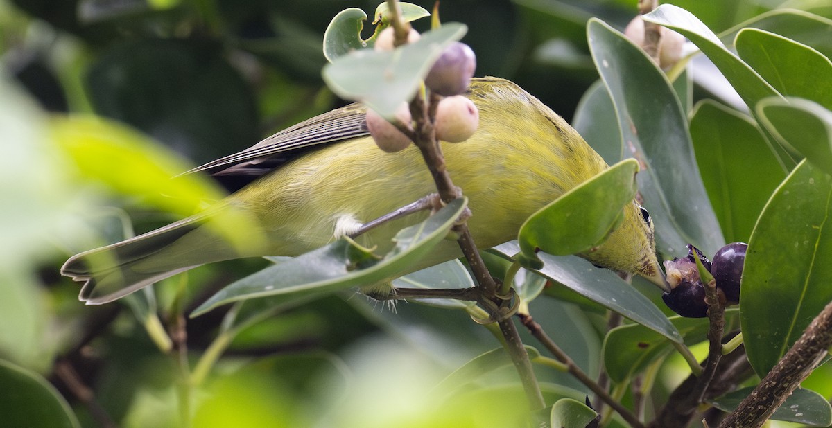 Tennessee Warbler - ML609945756