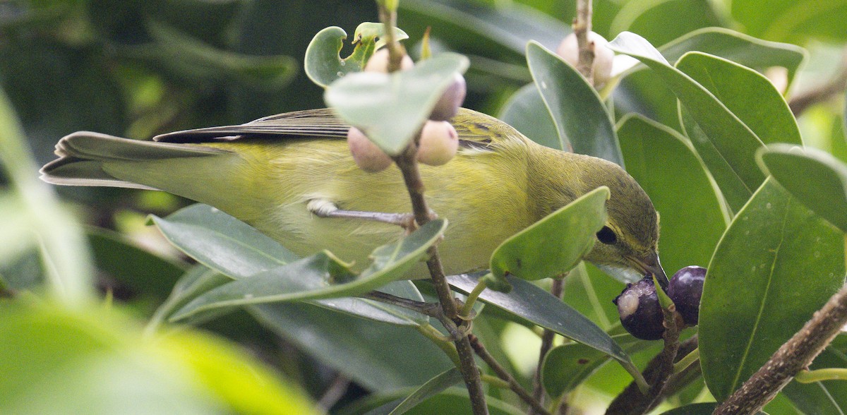 Tennessee Warbler - ML609945757