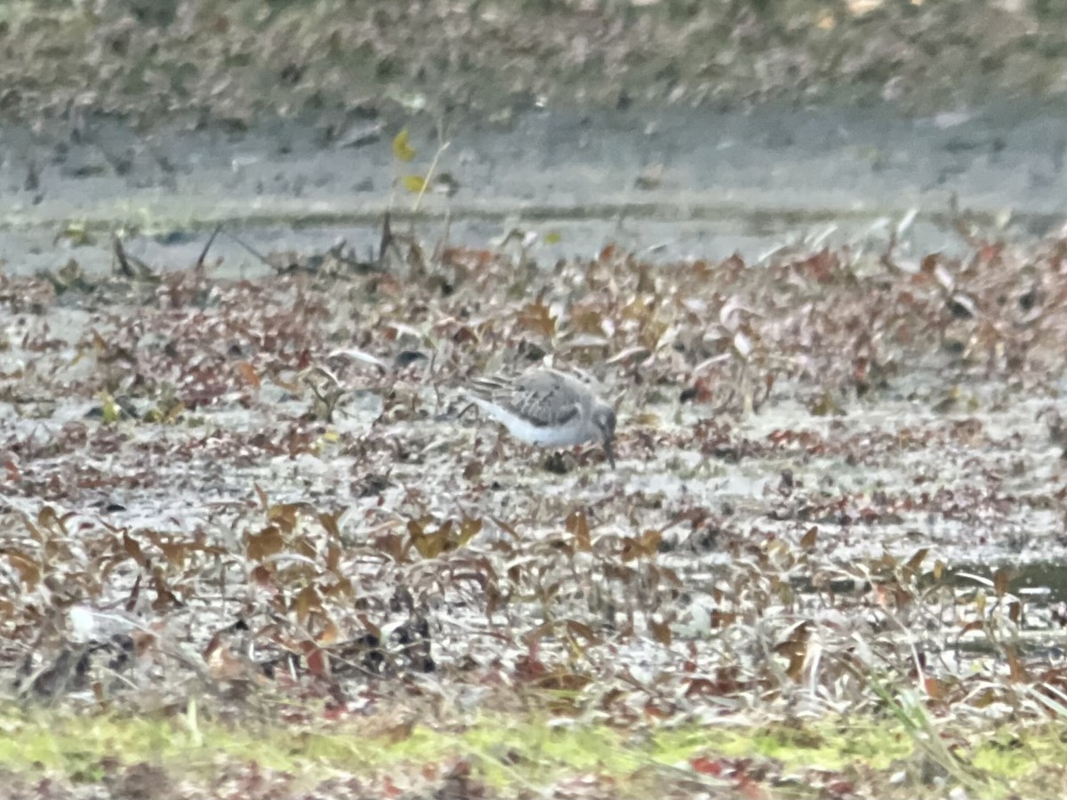 Stilt Sandpiper - ML609945780