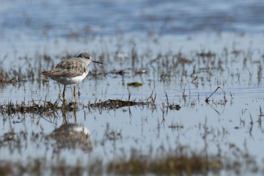 Lesser Yellowlegs - ML609945782