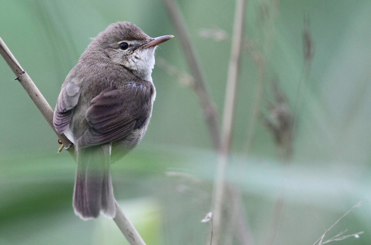 Blyth's Reed Warbler - Volker Hesse