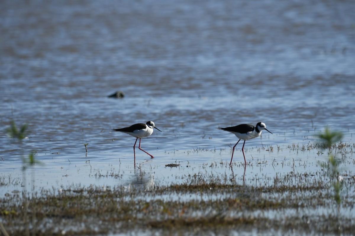 Black-necked Stilt - ML609945822