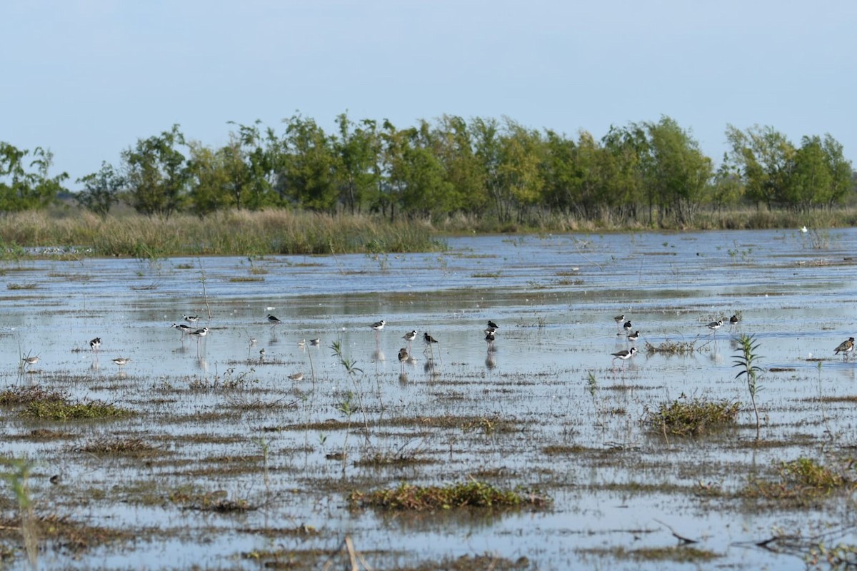 Black-necked Stilt - ML609945823