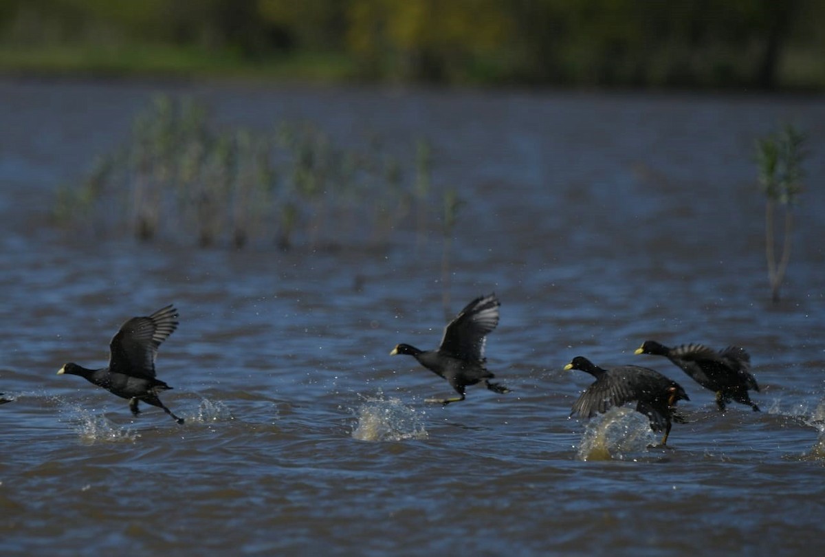 White-winged Coot - COA Luján Pecho Colorado