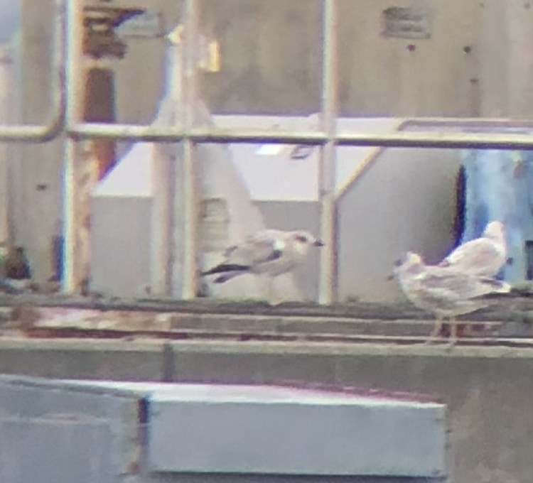 Ring-billed Gull - ML609945958