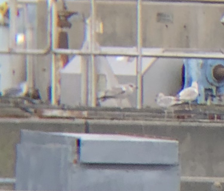 Ring-billed Gull - ML609945959