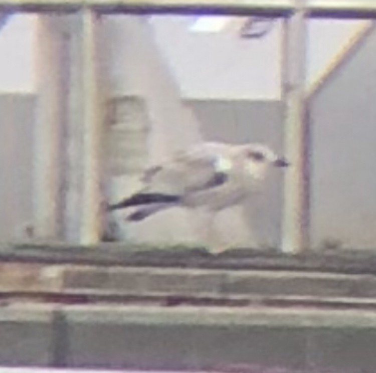 Ring-billed Gull - ML609945960