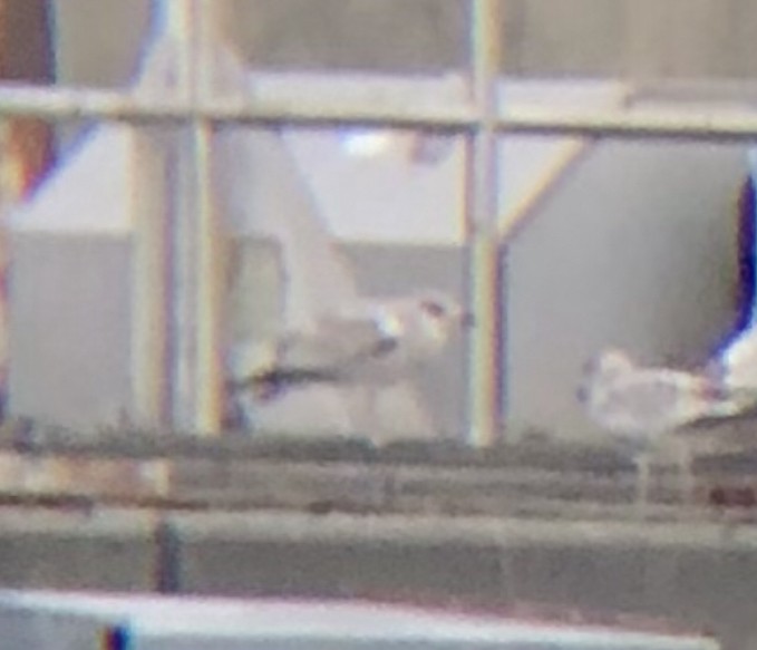 Ring-billed Gull - ML609945961
