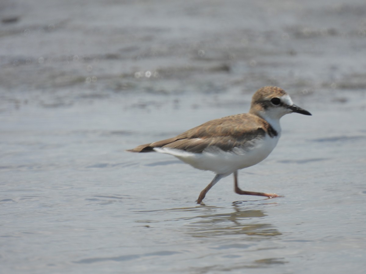 Collared Plover - Daniel Lane