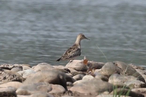 Buff-breasted Sandpiper - ML609945998