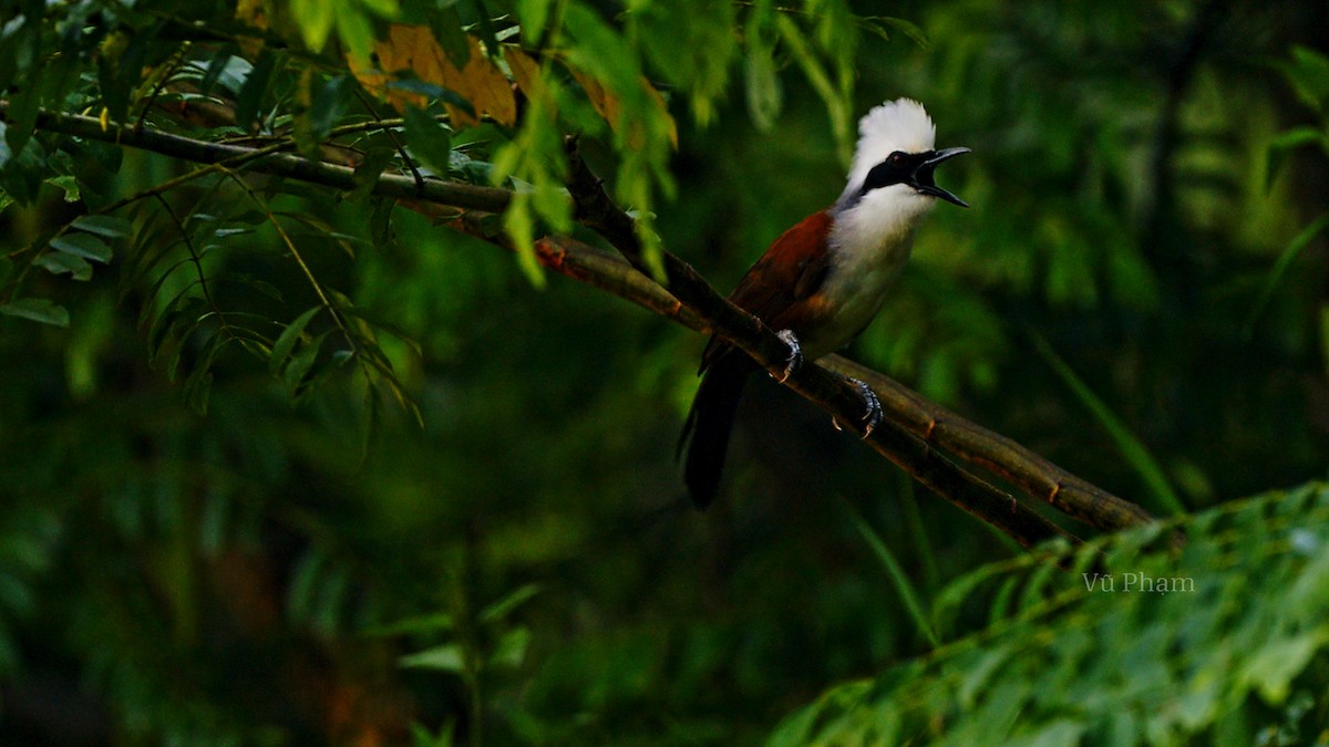 White-crested Laughingthrush - ML609946020