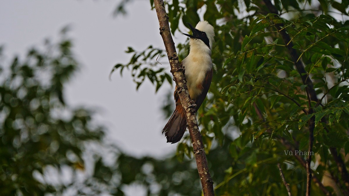 White-crested Laughingthrush - Vu Pham