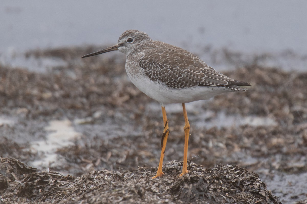 Greater Yellowlegs - ML609946109