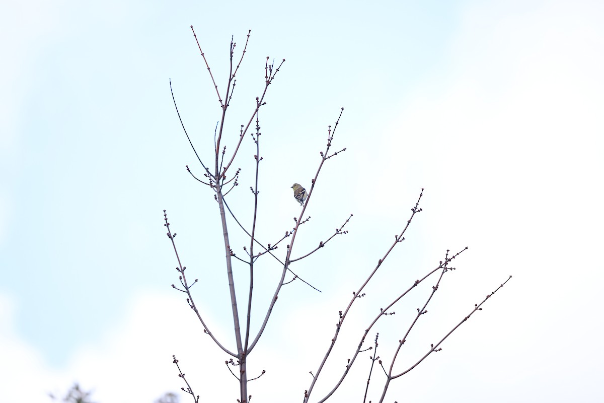 American Goldfinch - Marie Provost