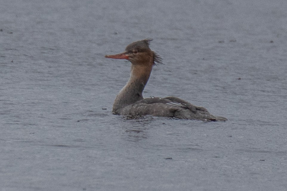 Сэвгэр бохио - ML609946121