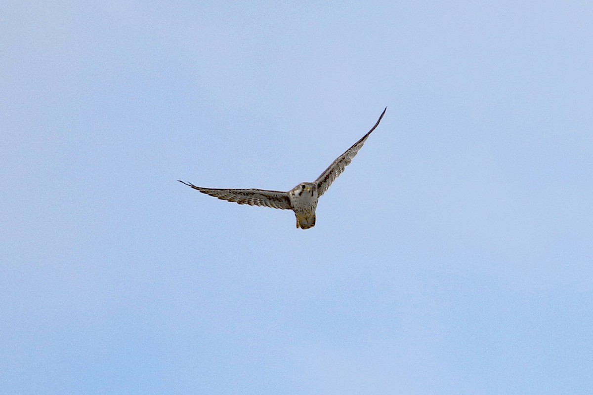 Prairie Falcon - ML609946195