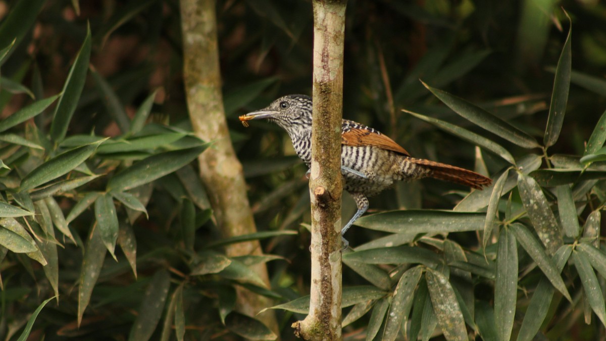 Lined Antshrike - ML609946336