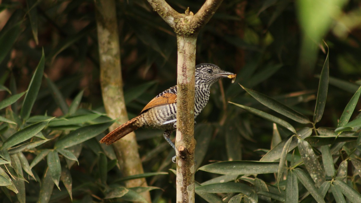 Lined Antshrike - Daisy Utitiaj Nunink