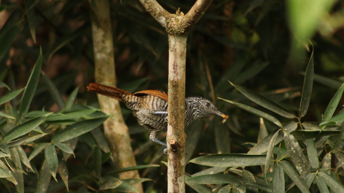 Lined Antshrike - Daisy Utitiaj Nunink