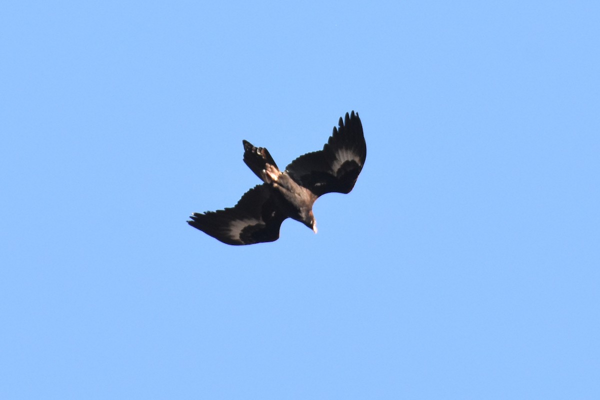 Wedge-tailed Eagle - ML609946339