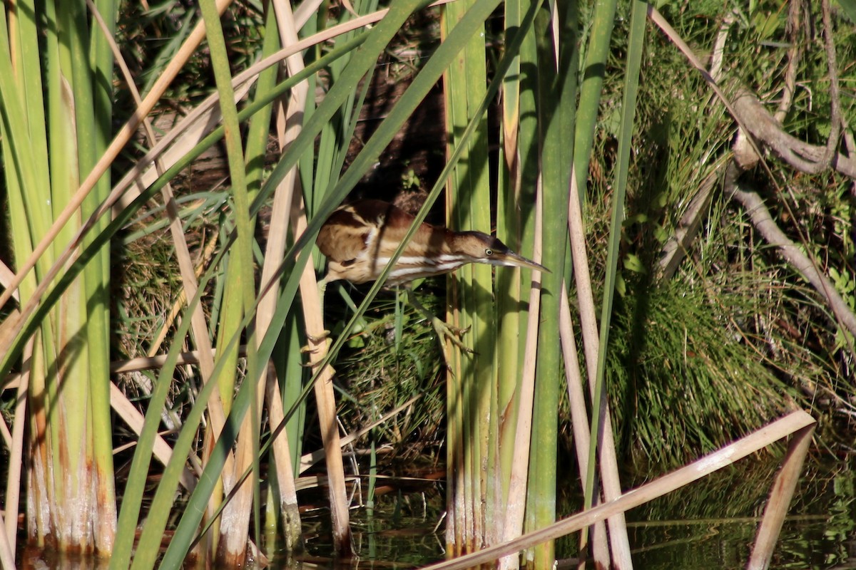 Least Bittern - ML609946359