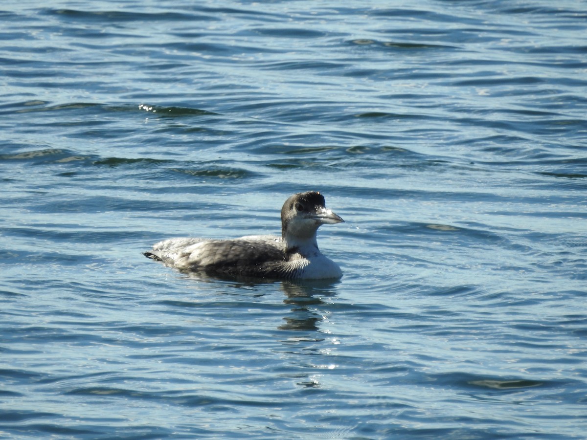 Common Loon - ML609946384