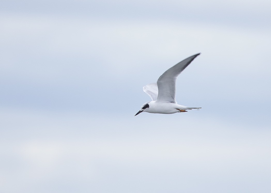 Forster's Tern - ML609946443