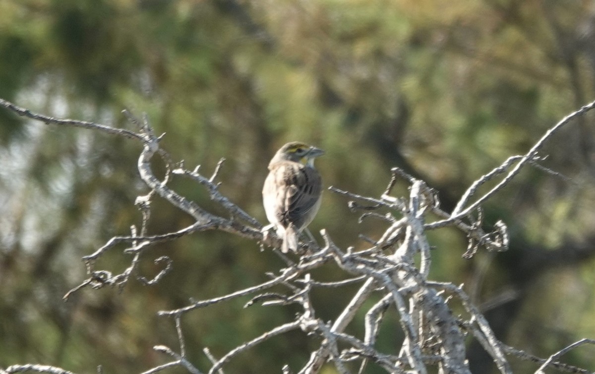 Dickcissel - ML609946487