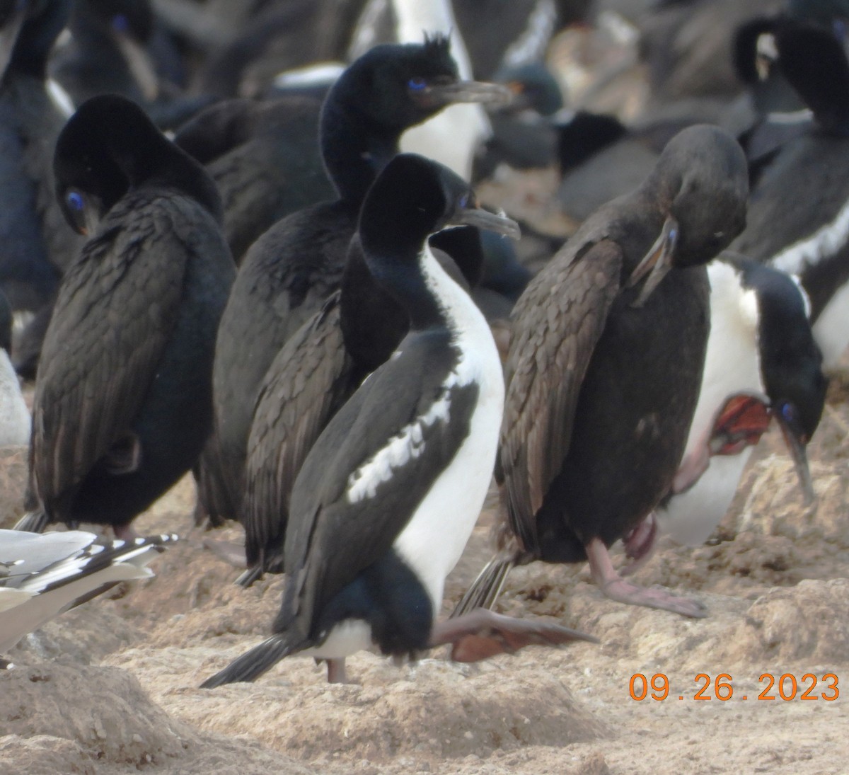 Stewart Island Shag (Otago) - ML609946503