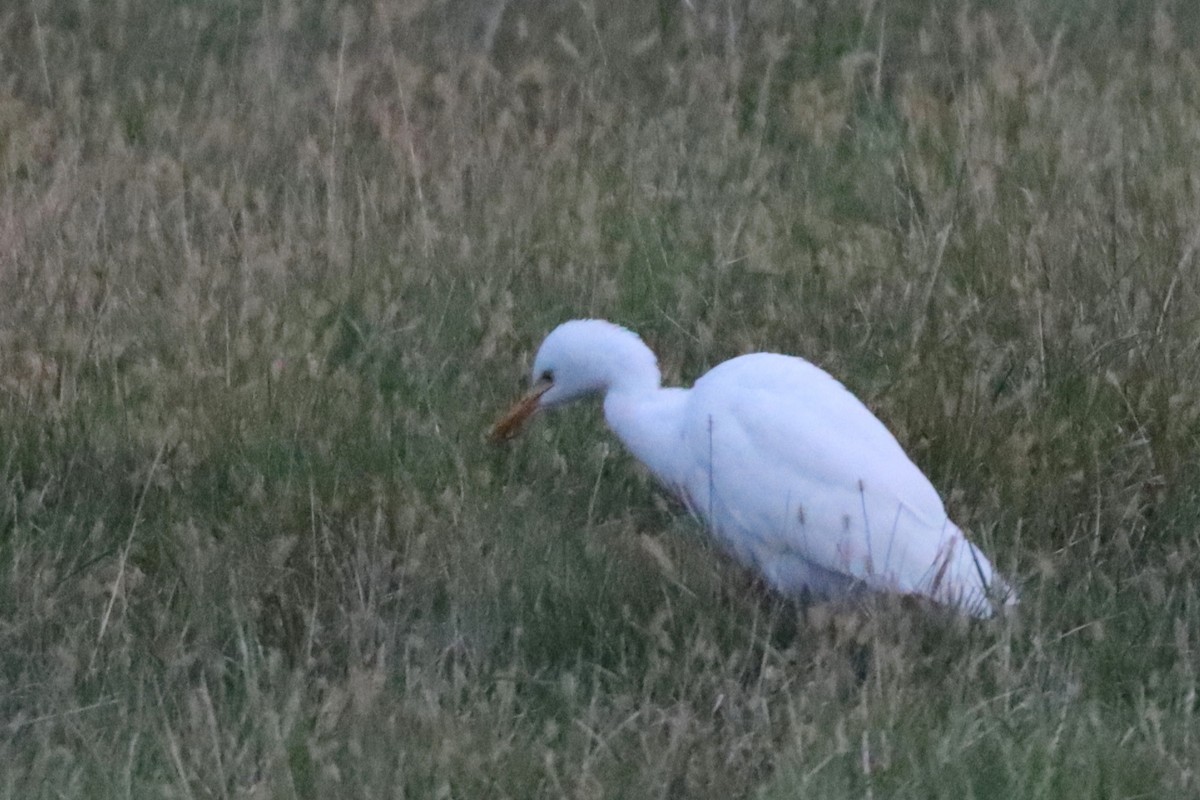 Western Cattle-Egret - ML609946527
