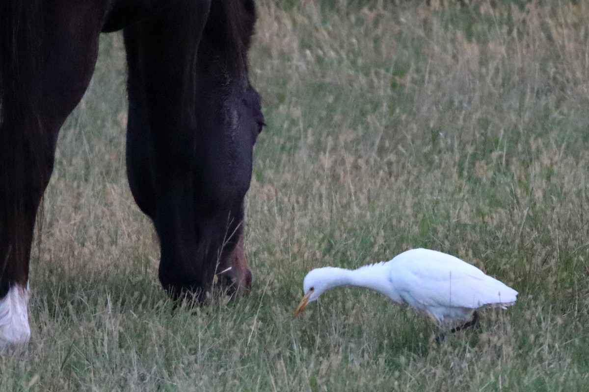 Western Cattle-Egret - ML609946528