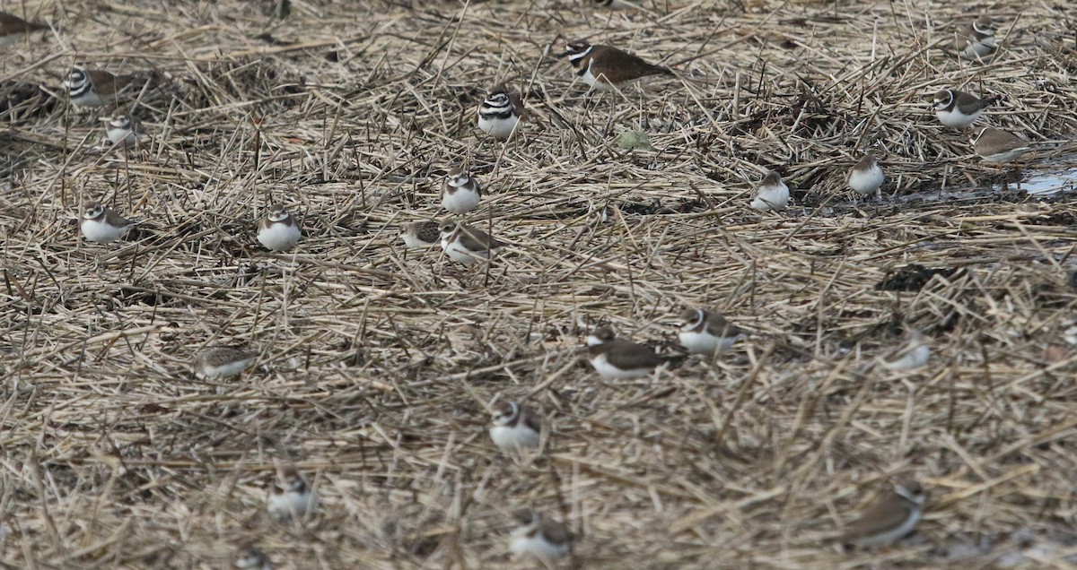 Semipalmated Plover - ML609946572