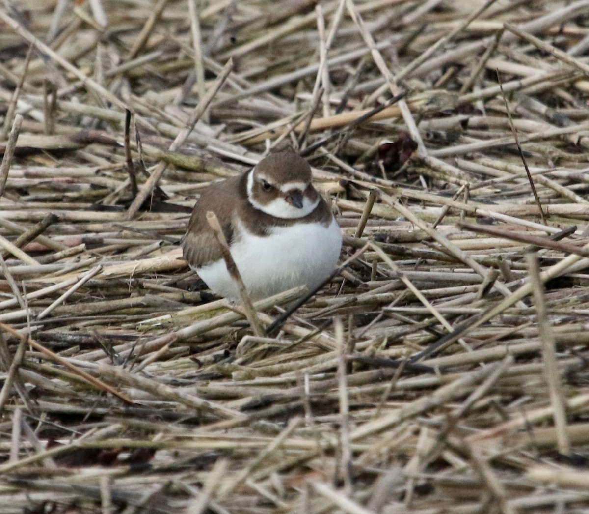 Semipalmated Plover - ML609946573